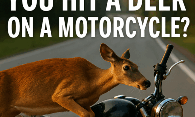 What Happens When You Hit a Deer on a Motorcycle